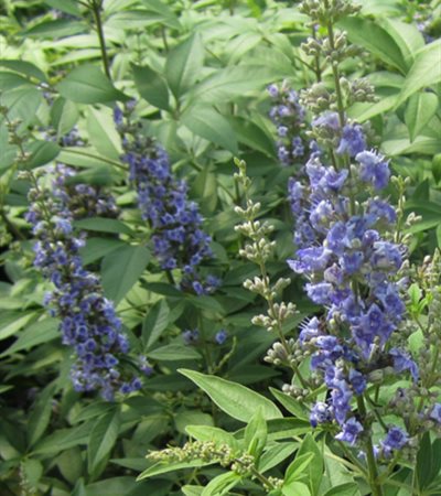 Chaste Tree Blue Diddley®